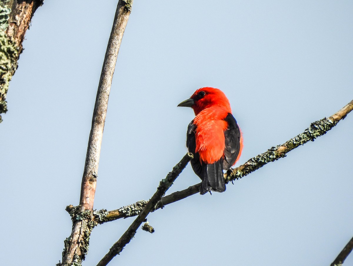 Scarlet Tanager - ML620419692