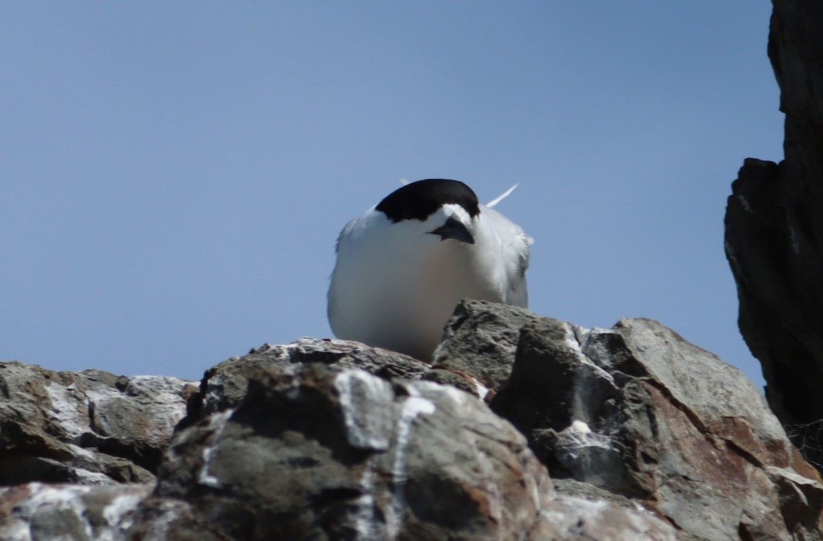White-fronted Tern - ML620419694