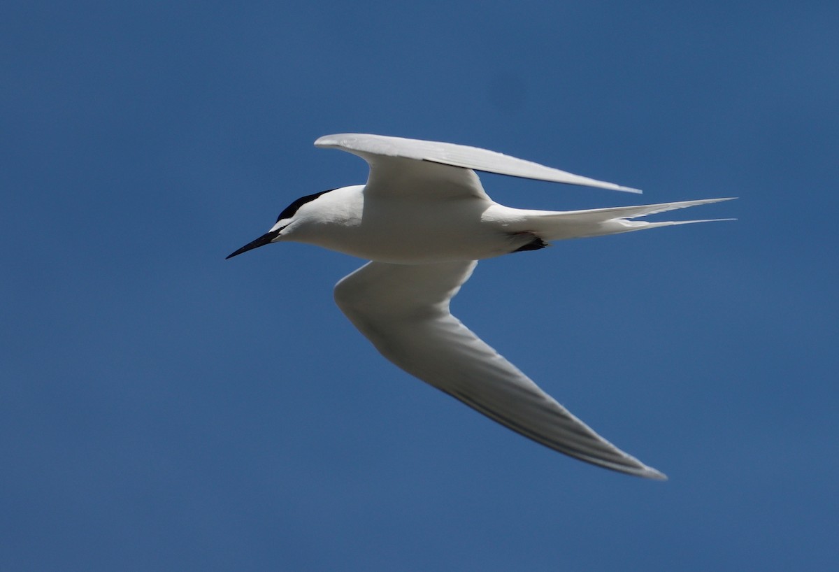 White-fronted Tern - ML620419695