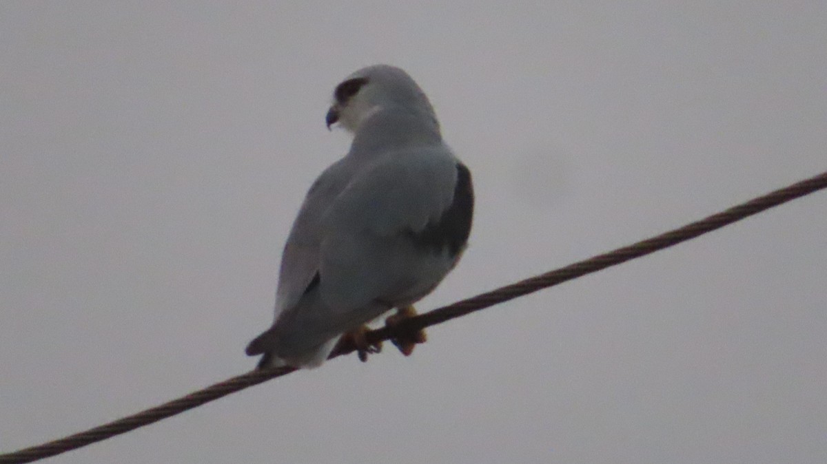 Black-winged Kite - ML620419696