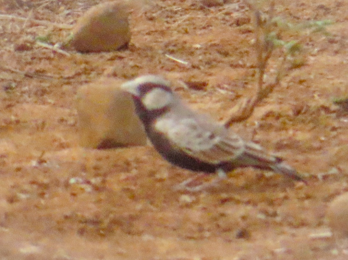 Ashy-crowned Sparrow-Lark - ML620419703