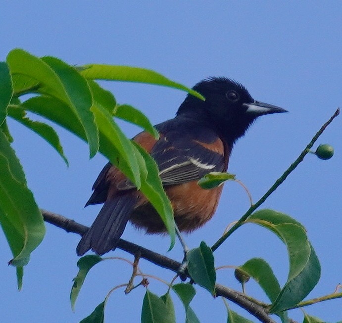 Orchard Oriole - ML620419710
