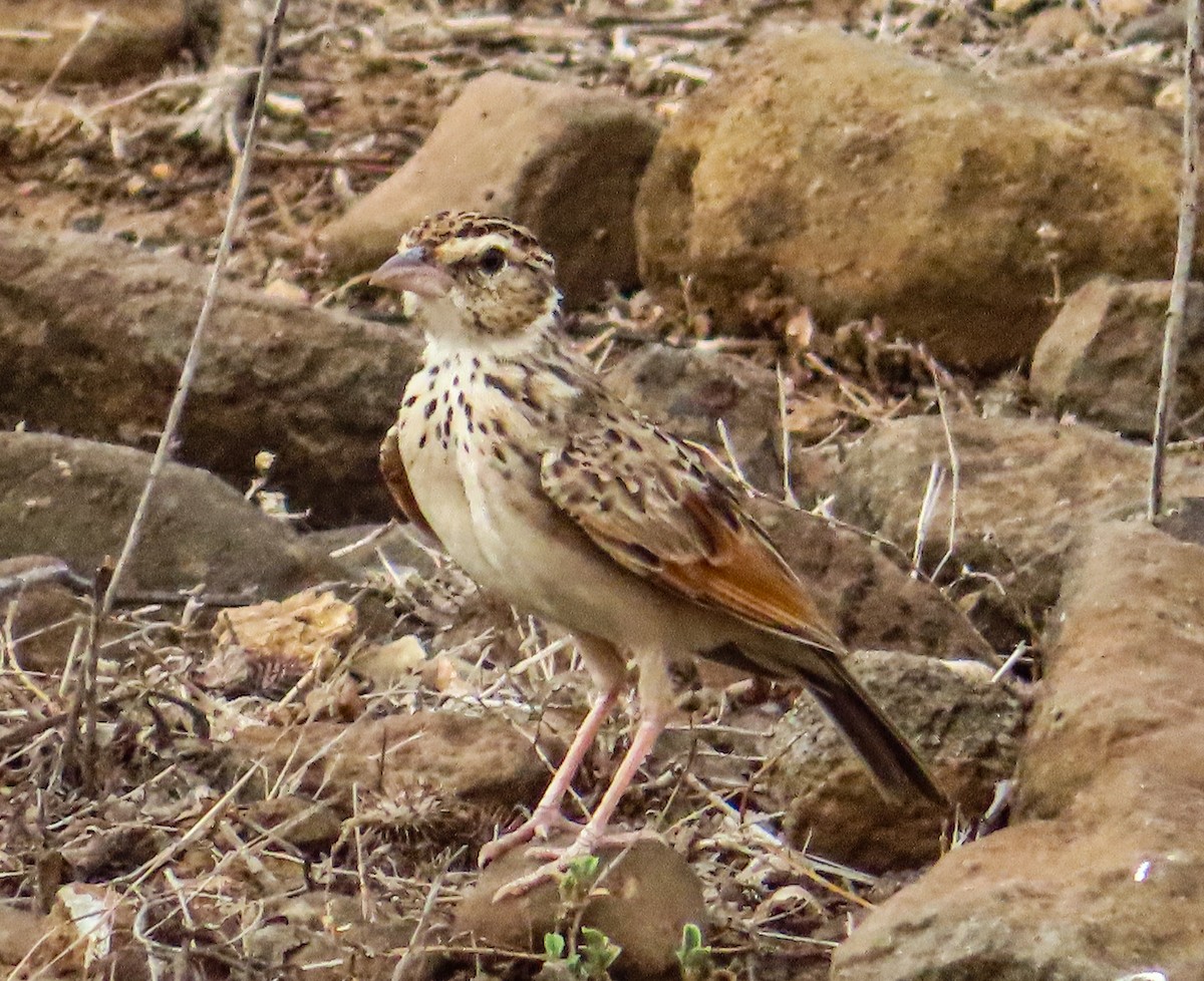 Indian Bushlark - ML620419711