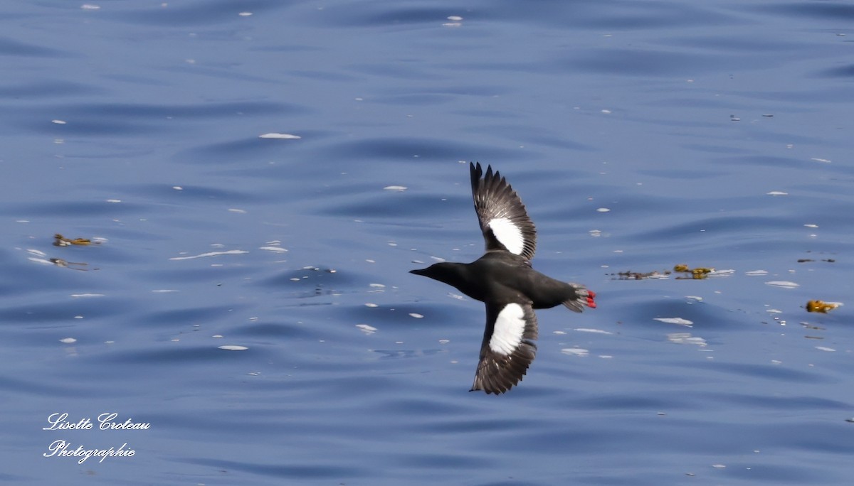 Black Guillemot - ML620419712