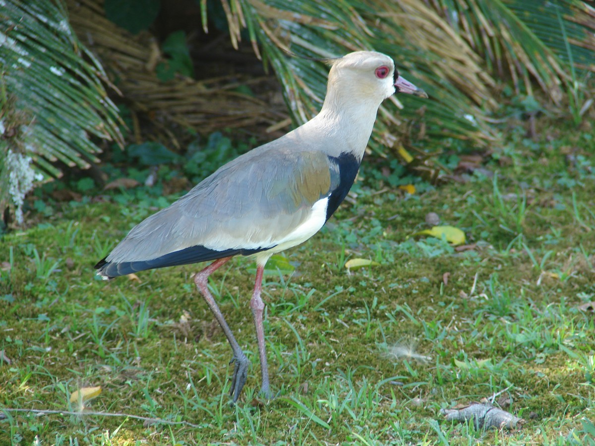 Southern Lapwing - ML620419717