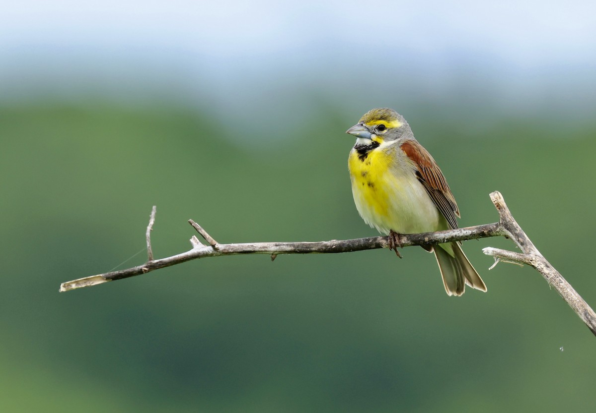 Dickcissel d'Amérique - ML620419736