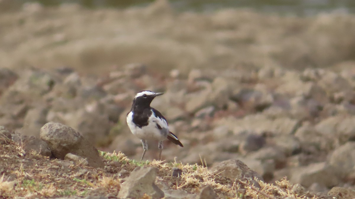 White-browed Wagtail - ML620419738