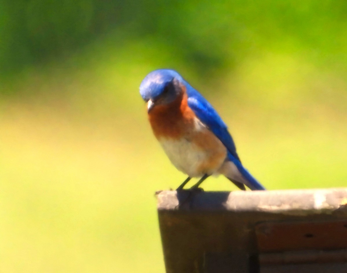 Eastern Bluebird - ML620419740