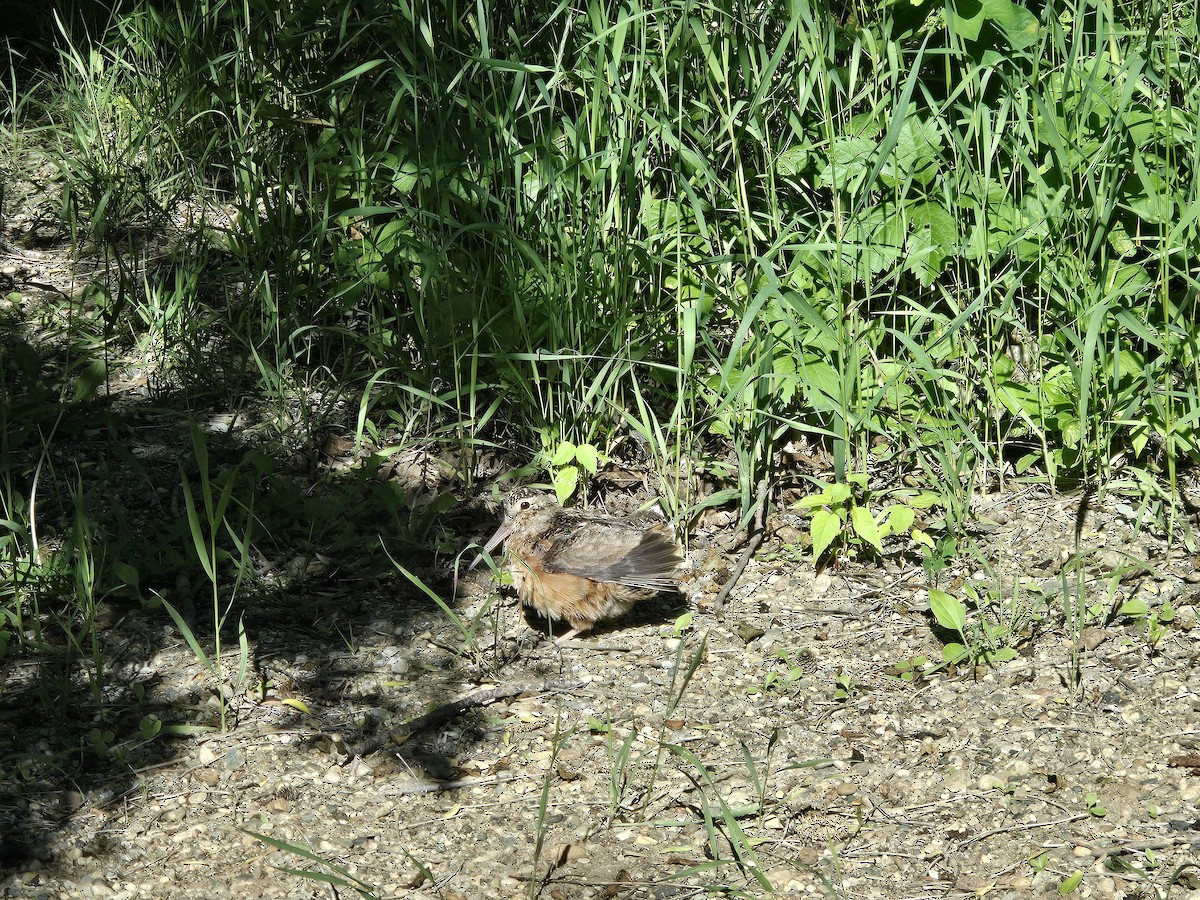 American Woodcock - ML620419744