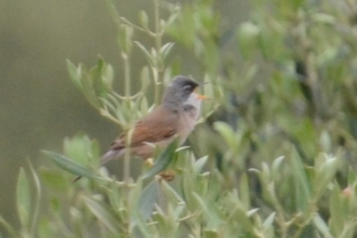 Spectacled Warbler - ML620419761