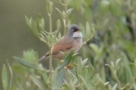 Spectacled Warbler - ML620419762