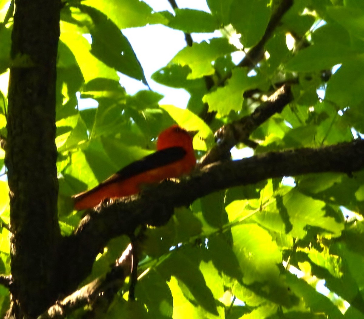 Scarlet Tanager - ML620419764