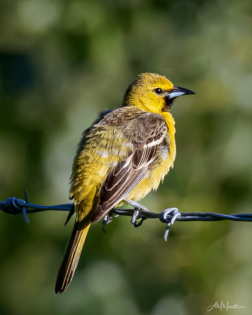 Orchard Oriole - ML620419766