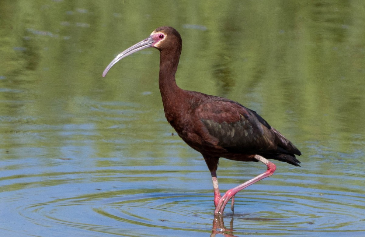 ibis americký - ML620419767