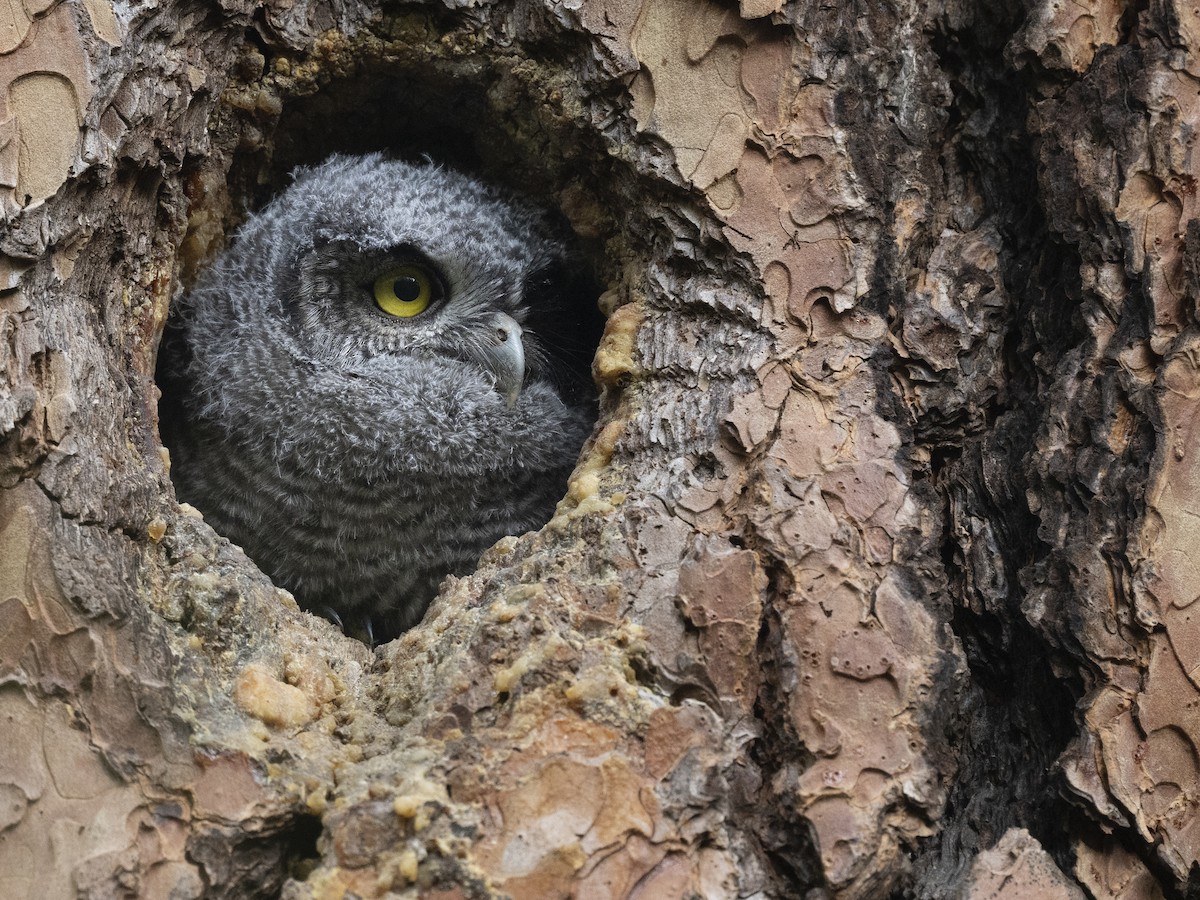 Western Screech-Owl - Ian Routley