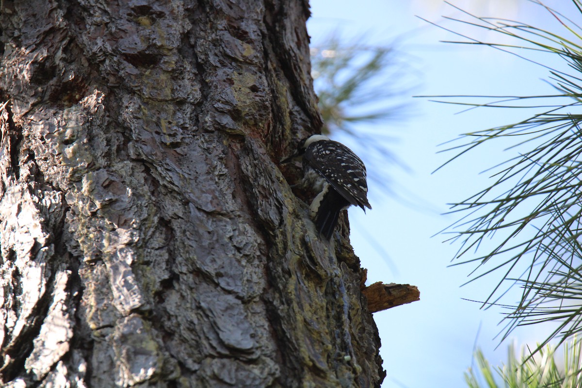 Red-cockaded Woodpecker - ML620419801