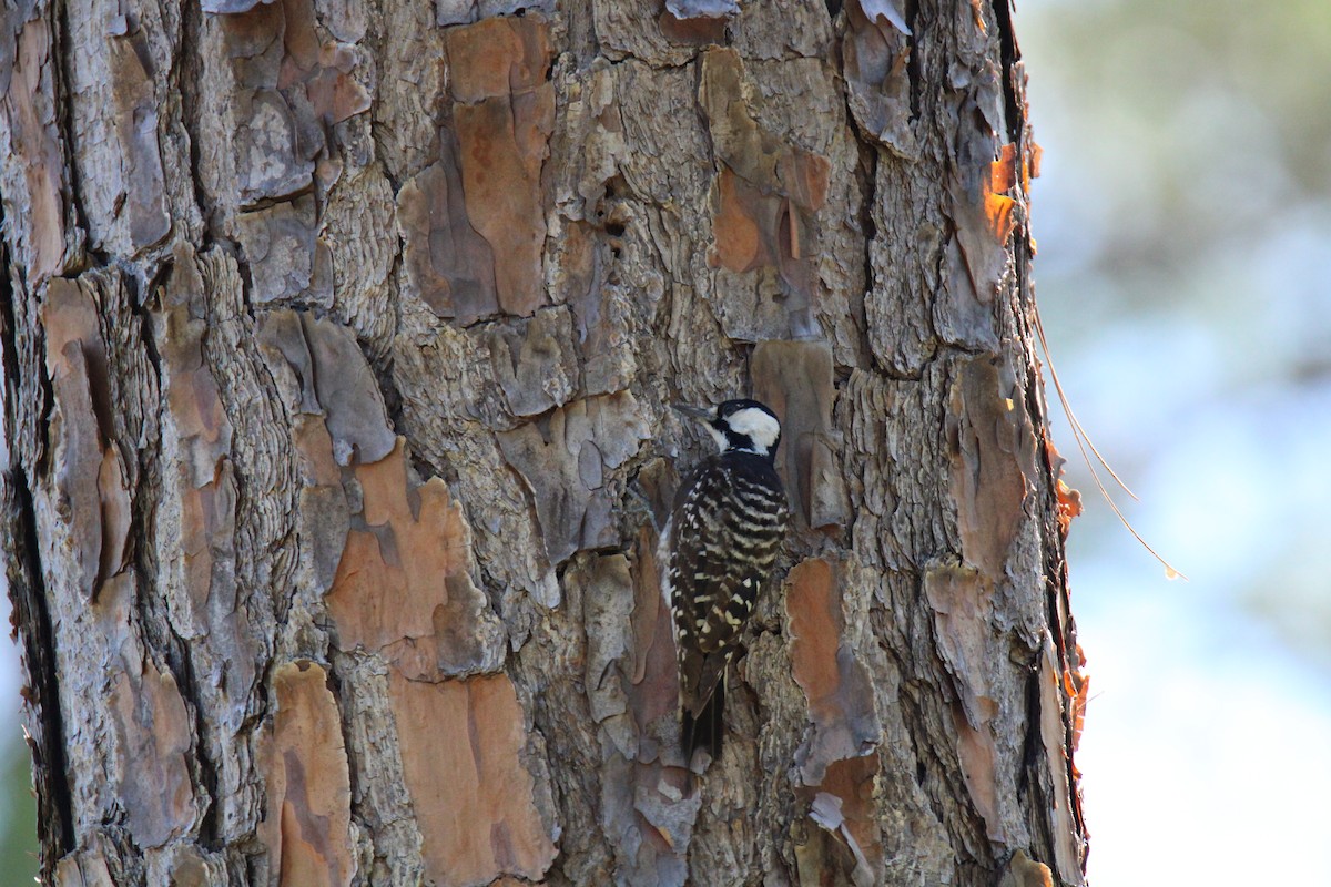 Red-cockaded Woodpecker - ML620419802