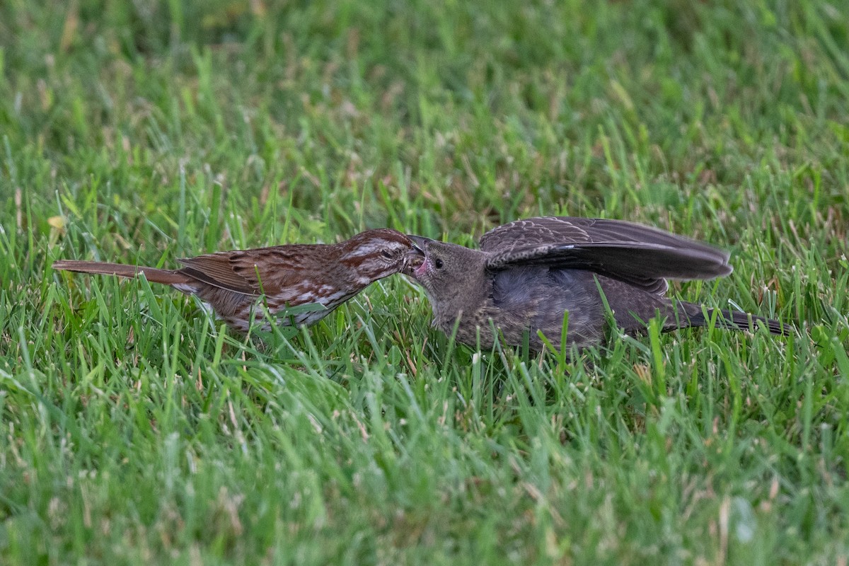 Song Sparrow - ML620419806