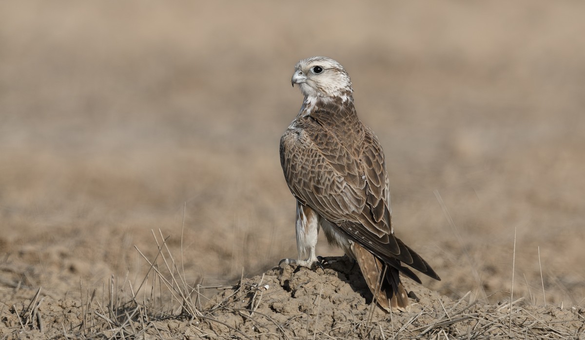 Saker Falcon - ML620419809