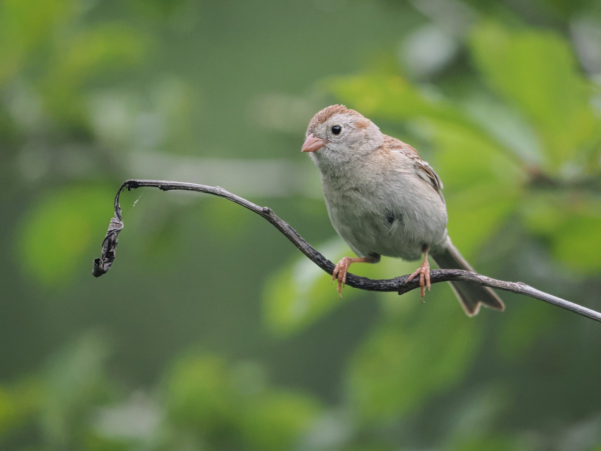 Field Sparrow - ML620419814