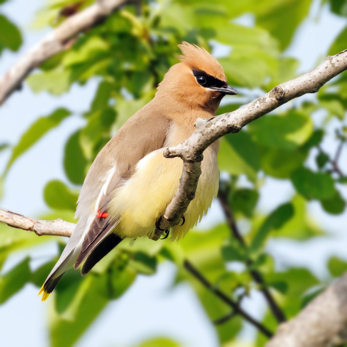 Cedar Waxwing - ML620419817