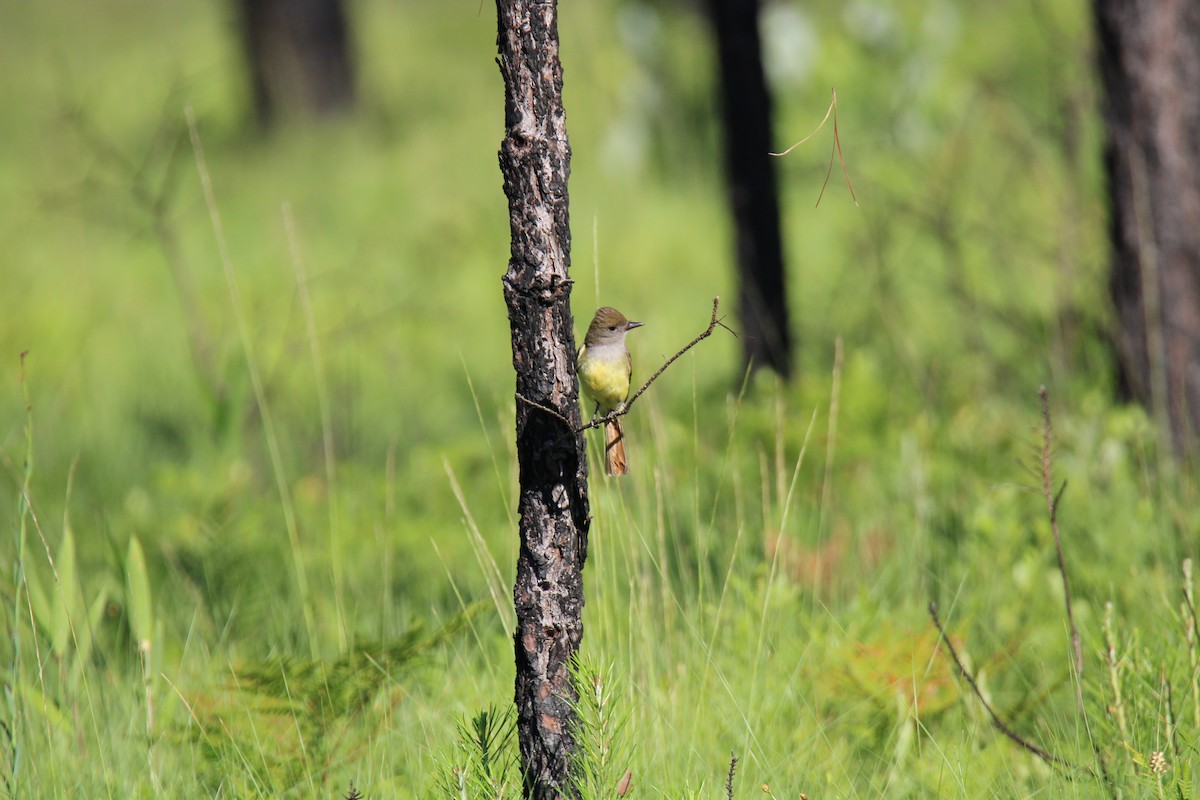 Great Crested Flycatcher - ML620419820