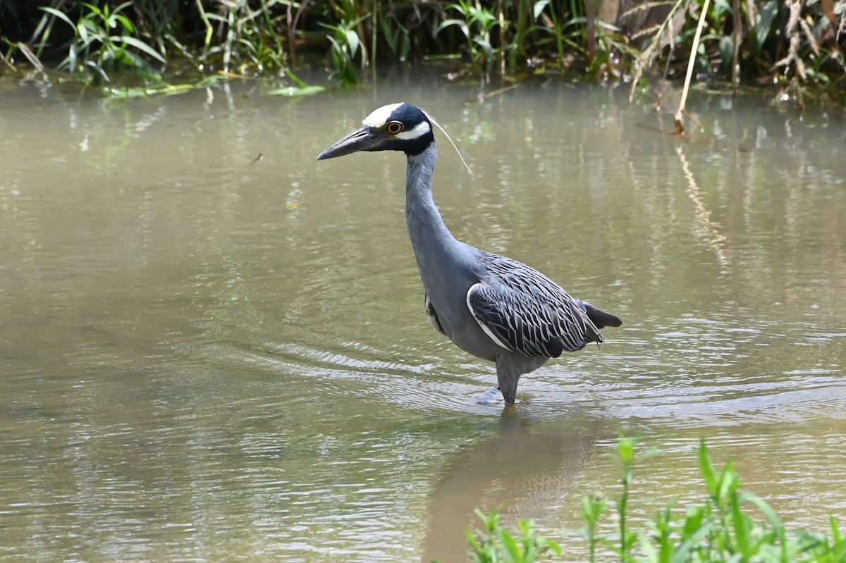 Yellow-crowned Night Heron - ML620419823