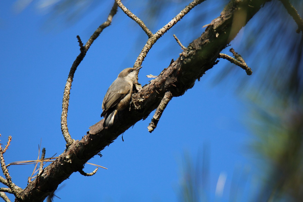 Brown-headed Nuthatch - Gene Glover