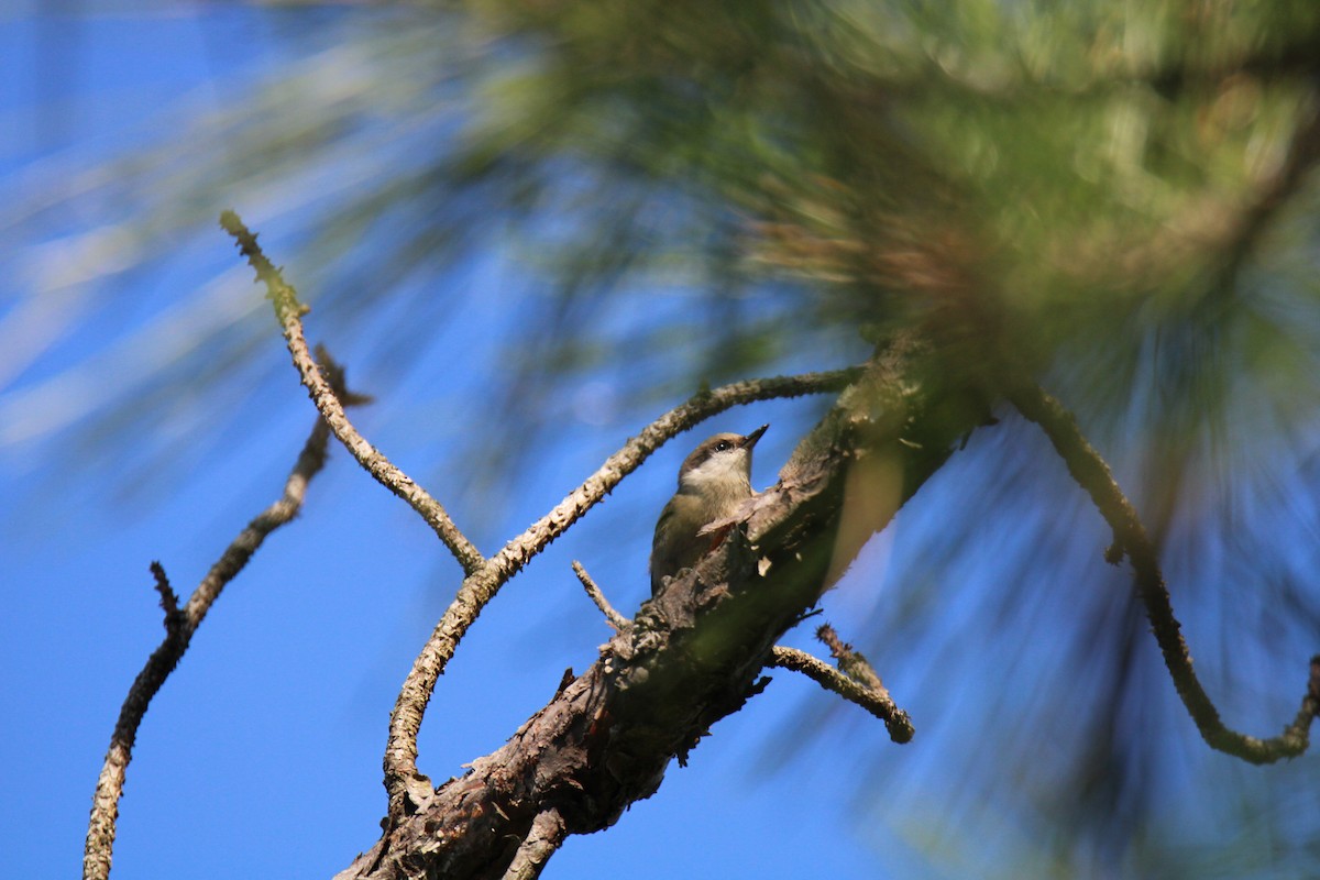 Brown-headed Nuthatch - ML620419828