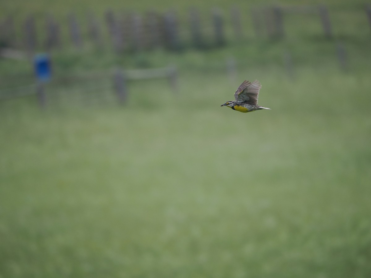 Eastern Meadowlark - ML620419831