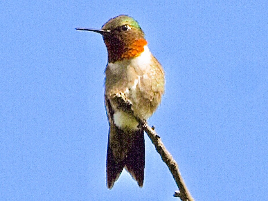 Ruby-throated Hummingbird - ML620419835