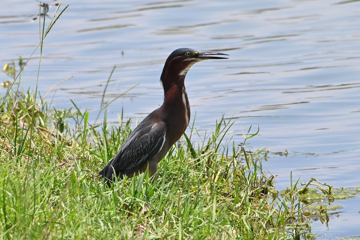 Green Heron - ML620419837