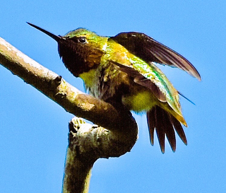 Colibri à gorge rubis - ML620419840