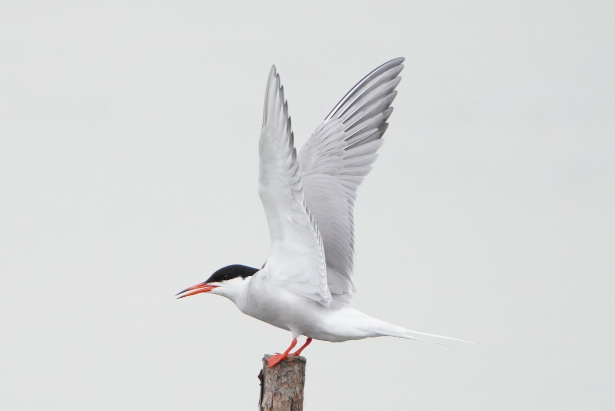 Common Tern - ML620419842