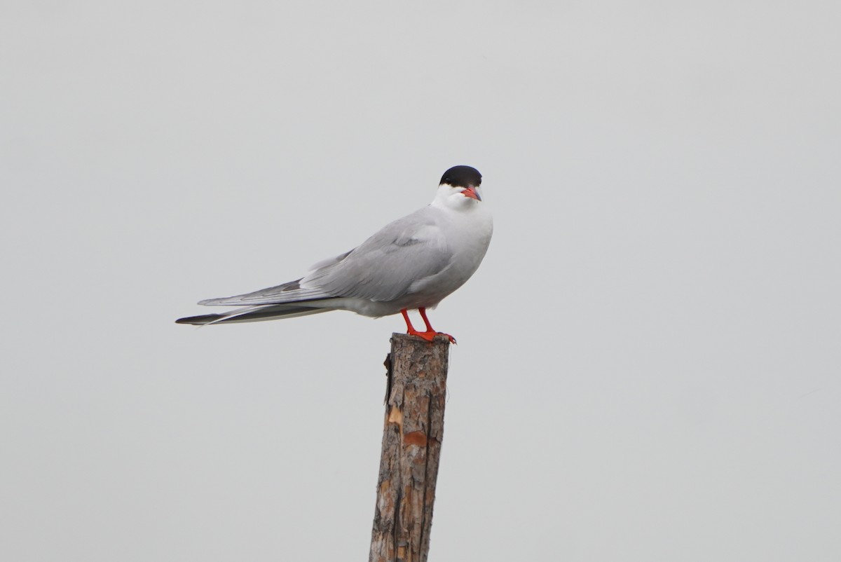 Common Tern - ML620419843