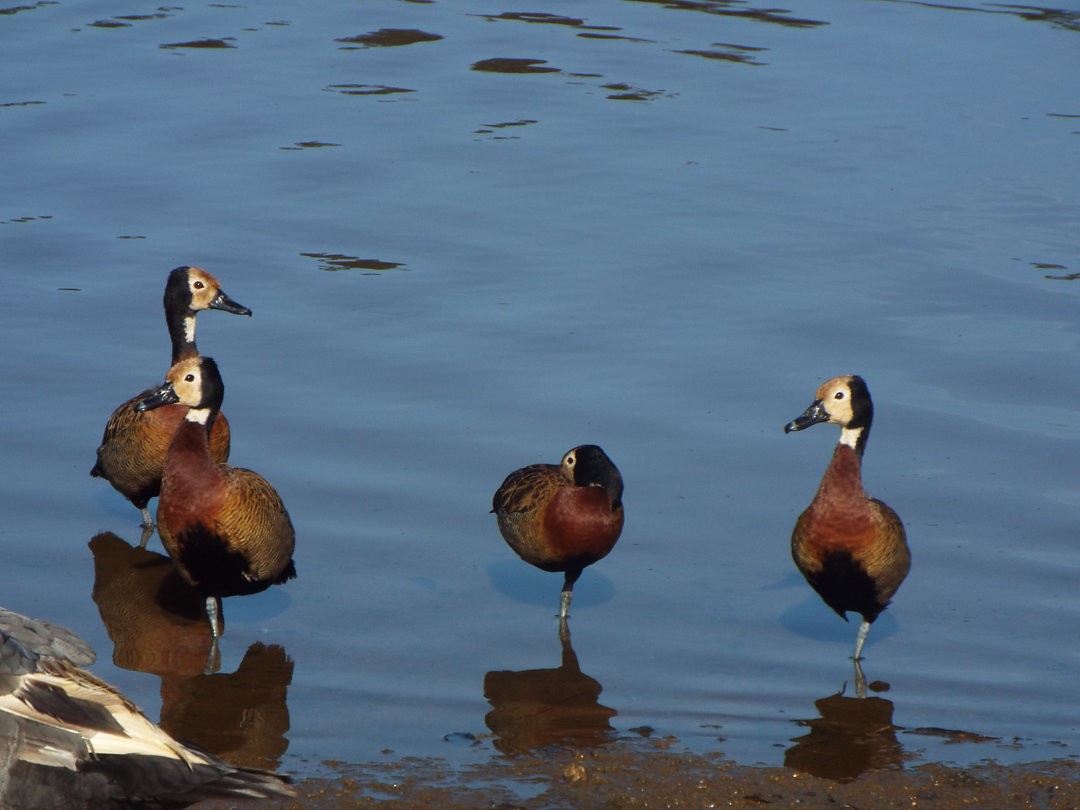 White-faced Whistling-Duck - ML620419844