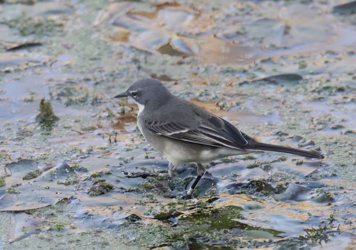 Cape Wagtail - ML620419848