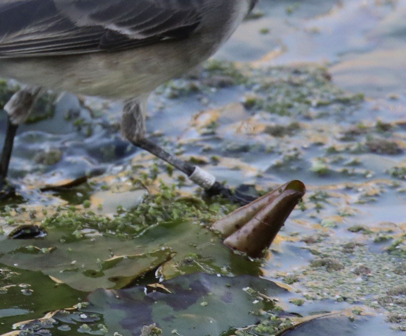 Cape Wagtail - ML620419849