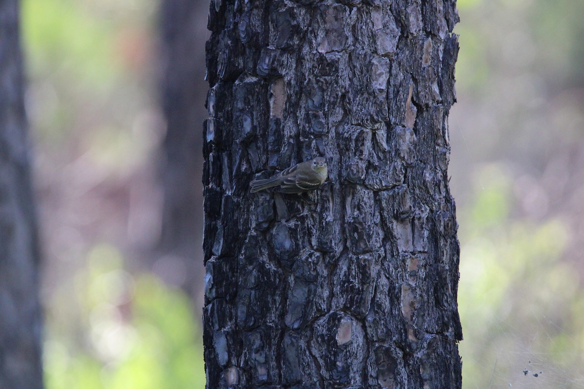 Pine Warbler - ML620419858