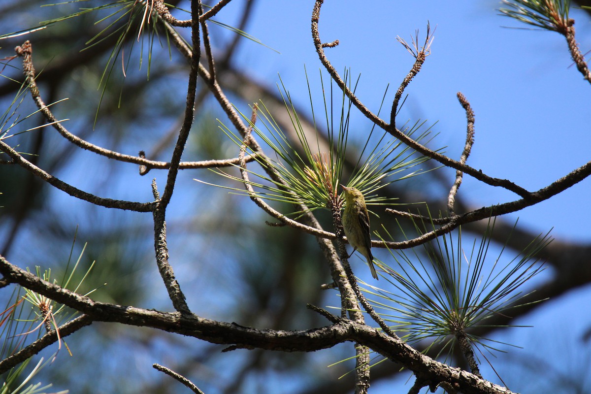 Pine Warbler - ML620419859