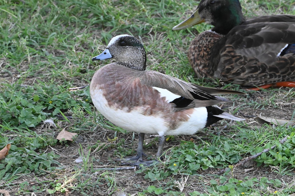 葡萄胸鴨 - ML620419870