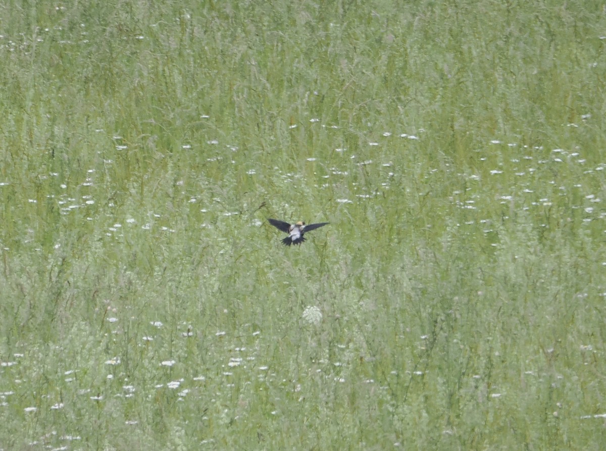 bobolink americký - ML620419876