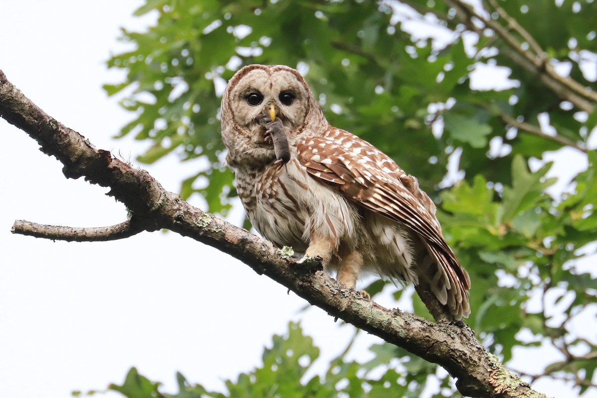 Barred Owl - ML620419881