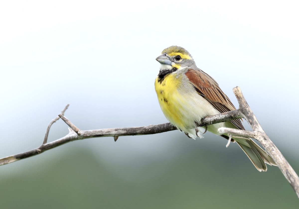 Dickcissel d'Amérique - ML620419886