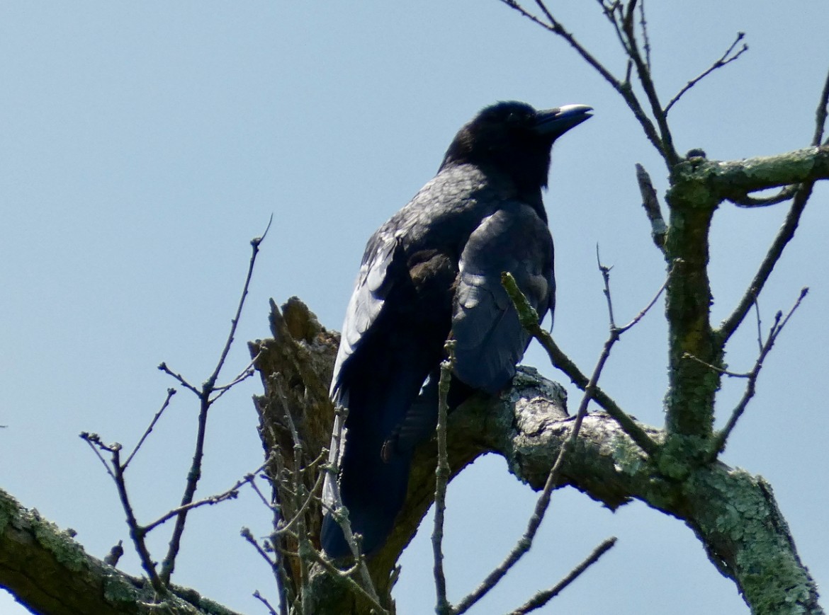 American Crow - ML620419891