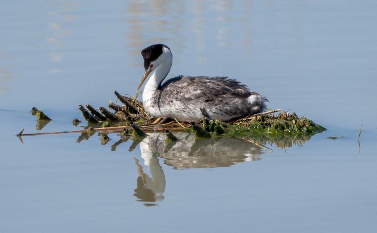 Clark's Grebe - ML620419892