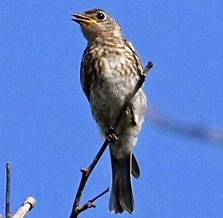 Eastern Bluebird - ML620419897