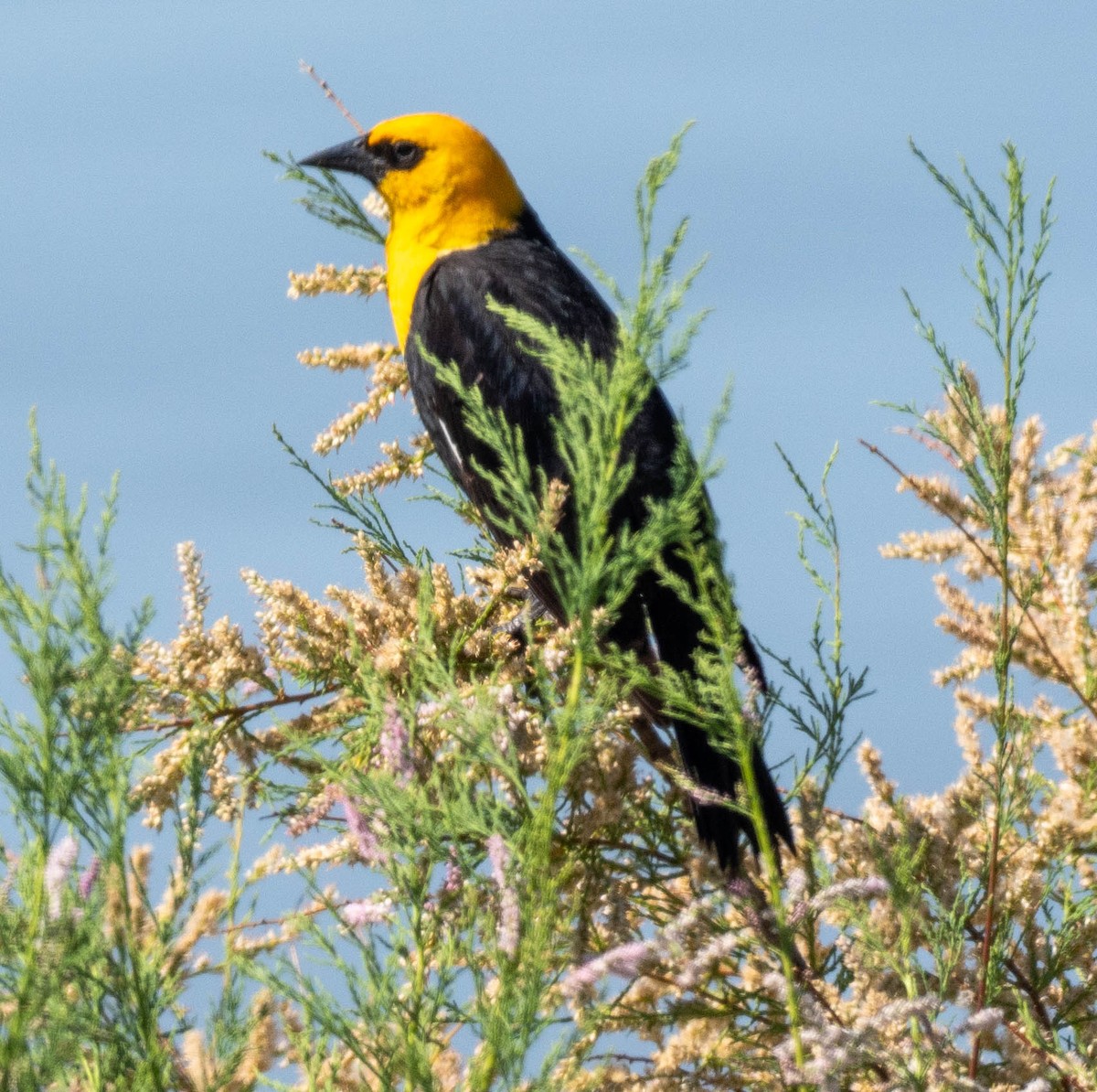 Yellow-headed Blackbird - ML620419898