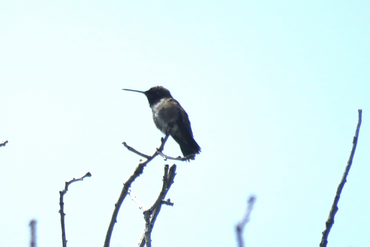 Black-chinned Hummingbird - ML620419899
