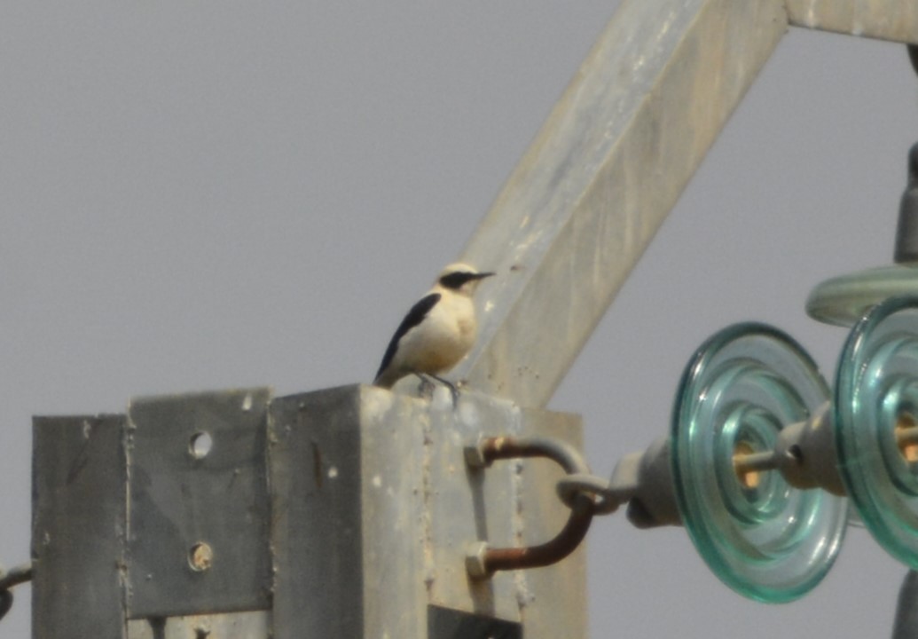 Western Black-eared Wheatear - ML620419909